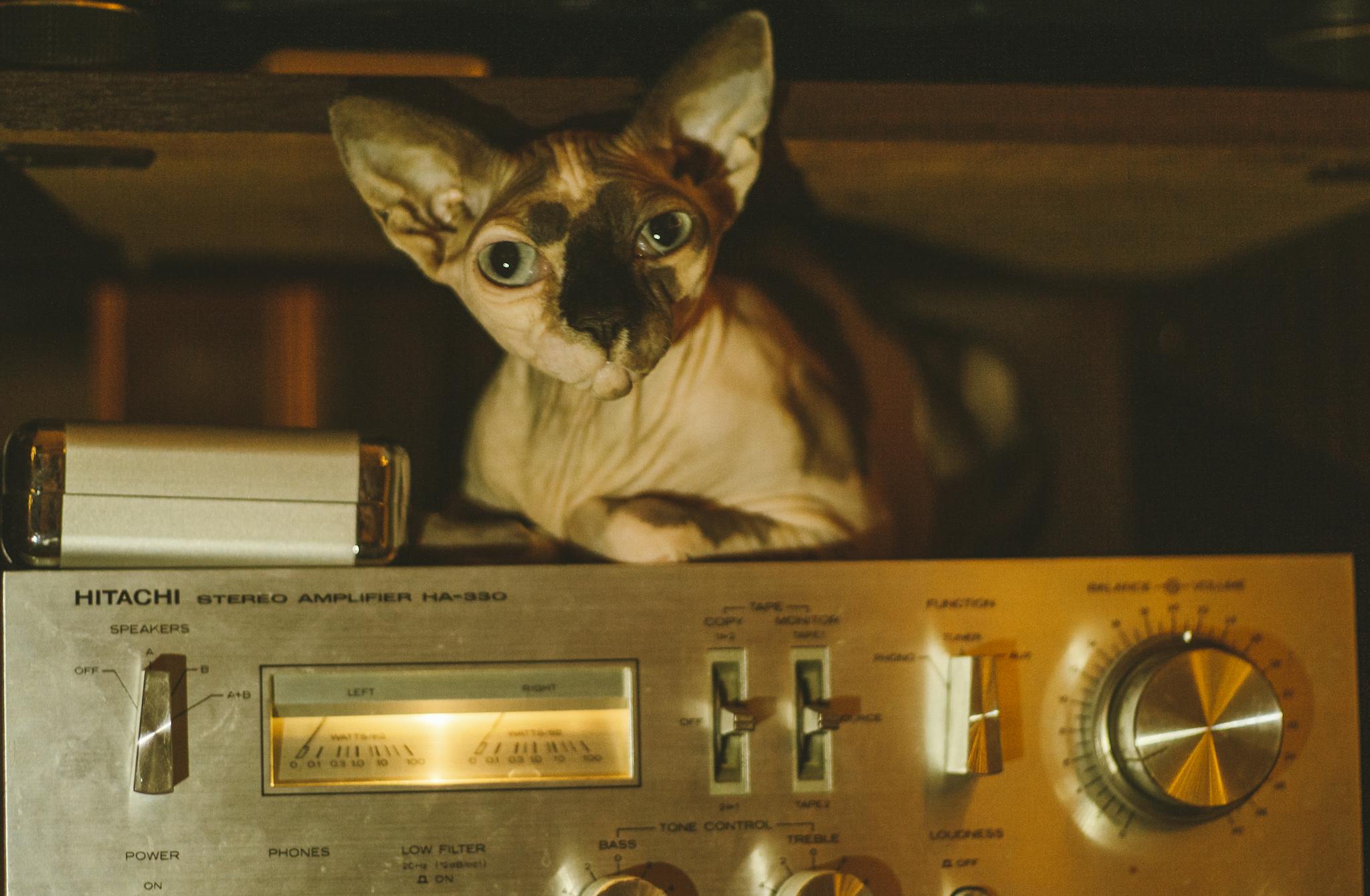 A Sphynx cat perched atop a vintage Hitachi stereo amplifier with glowing dials and switches.